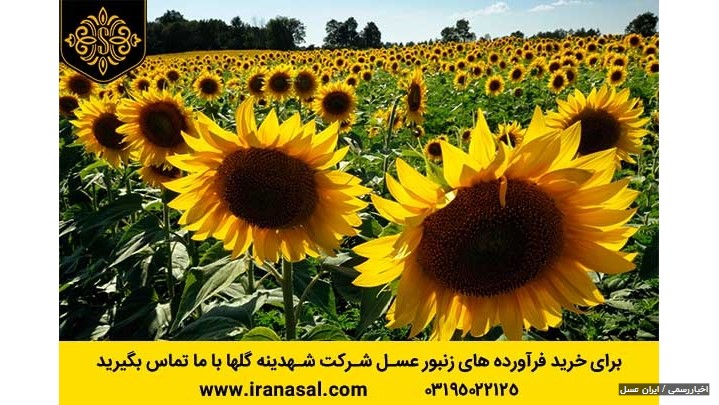 معرفی گیاه آفتاب گردان معرفی گیاه آفتاب گردان