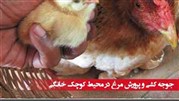 جوجه کشی و پرورش مرغ در محیط کوچک خانگی