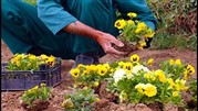 700 هزار نشاء گل پاییزی در بندرعباس کاشته می‌شود