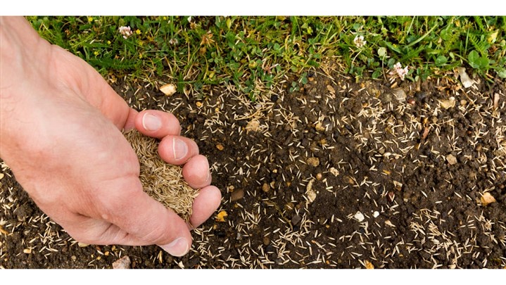 مناسبترین انواع بذر چمن برای تابستان