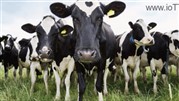 وسیله‌ای هوشمند برای اتصال دام‌ها به اینترنت