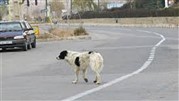 کشتار سگ ها ممنوع است