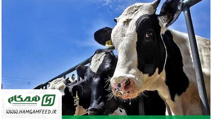 فواید پودر چربی دامی خالص فواید پودر چربی دامی خالص