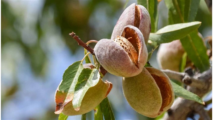 نقشه گنج درآمد میلیونی فقط با خرید نهال از نهالستان معتبر