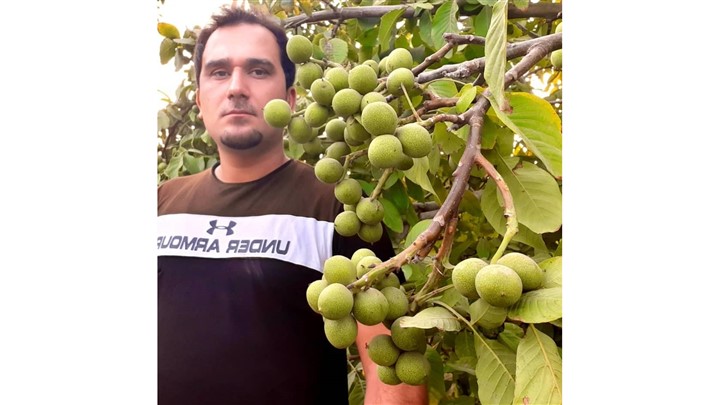 نقشه گنج درآمد میلیونی فقط با خرید نهال از نهالستان معتبر