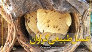 عسل خودبافت گراوان، دست نخورده‌ترین عسل طبیعی ایران 