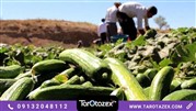 شیوه کاشت خیار صادراتی کاملا تضمینی 