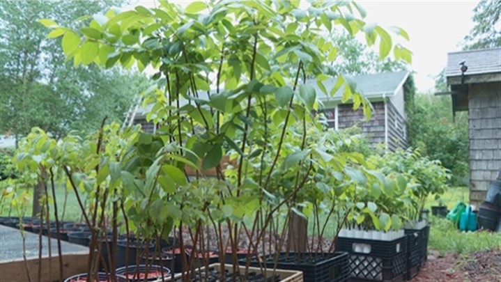 انواع نهال گردو پربار جهان کدامند؟ + {راهنمای خرید}: