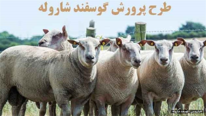 طرح پرورش گوسفند شاروله ، نژاد گوشتی-شیری طرح پرورش گوسفند شاروله ، نژاد گوشتی-شیری