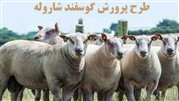 طرح پرورش گوسفند شاروله