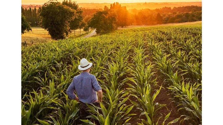 ​​موفقیت تضمینی در کشاورزی