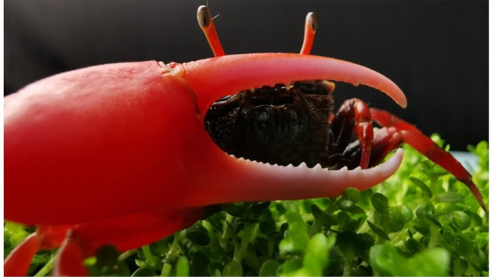 HUAWEI Mate 20 Pro هنرمند درونتان را بیدار می‌کند