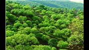 نابودی قسمتی از جنگل های زاگرس 