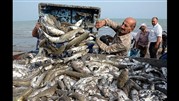 پیش‌بینی برداشت 105هزار تن ماهی درفصل صید مازندران