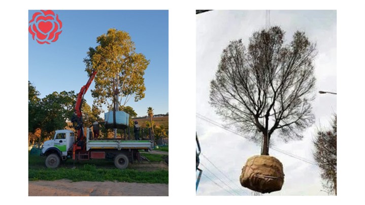 جابجایی درخت با دستگاه (از مراحل تا هزینه + مزایا و معایب)