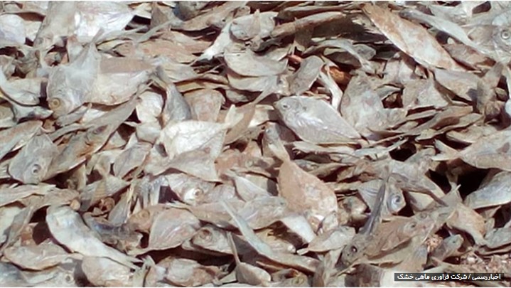 بررسی مزین و کاربردهای ماهی خشک جنوب یا ماهی خشک ضمن صید بررسی مزین و کاربردهای ماهی خشک جنوب یا ماهی خشک ضمن صید