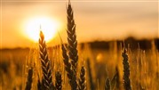صادرات گندم خوراکی بلامانع شد