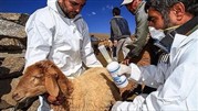 واکسیناسیون یک میلیون راس دام سبک علیه تب برفکی 