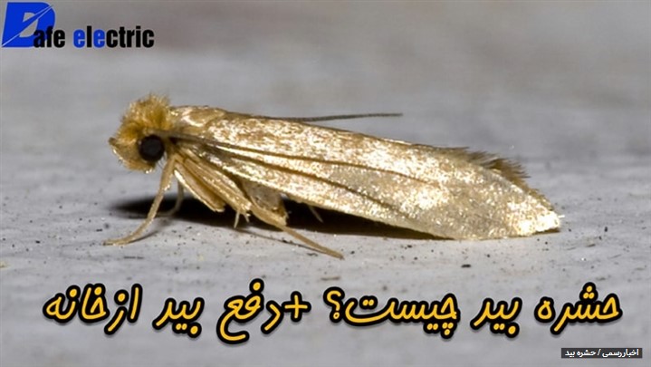 بهترین راه دفع و از بین بردن حشره بید فرش و چوب و لباس در خانه بهترین راه دفع و از بین بردن حشره بید فرش و چوب و لباس در خانه