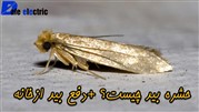 بهترین راه دفع و از بین بردن حشره بید فرش و چوب و لباس در خانه