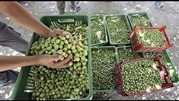 تولید روغن زیتون یک چهارم سال گذشته