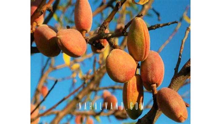بهترین نهال های بادام را برای احداث باغستان تجاری خود تهیه کنید