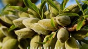 بهترین نهال های بادام را برای احداث باغستان تجاری خود تهیه کنید