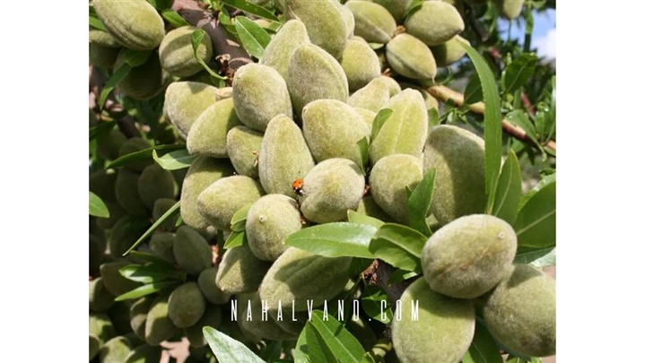 بهترین نهال های بادام را برای احداث باغستان تجاری خود تهیه کنید
