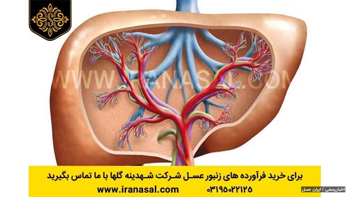 3 توصیه ساده تا تمیز شدن کبد 3 توصیه ساده تا تمیز شدن کبد