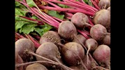 توسعه کشت پاییزه چغندرقند در 11 استان کشور