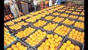 شرایط صادرات پرتقال و نارنگی اعلام شد