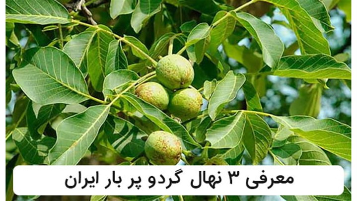 معرفی 3 رقم از نهال های گردو پر بار ایران: معرفی 3 رقم از نهال های گردو پر بار ایران: