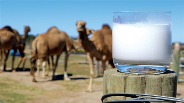 پودر شیر شتر، برای اولین بار در ایران! پودر شیر شتر، برای اولین بار در ایران!