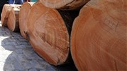بزرگترین وارد کننده چوب به ایران + شرایط سفارش