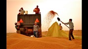 پرداخت هزار میلیارد تومان از طلب گندمکاران