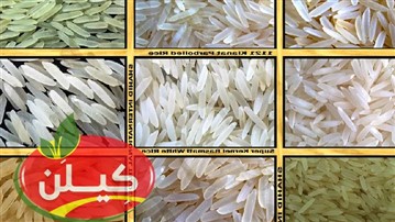 از بین برنج طارم و دم سیاه و صدری و هاشمی کدام برنج را خریداری کنیم؟ از بین برنج طارم و دم سیاه و صدری و هاشمی کدام برنج را خریداری کنیم؟