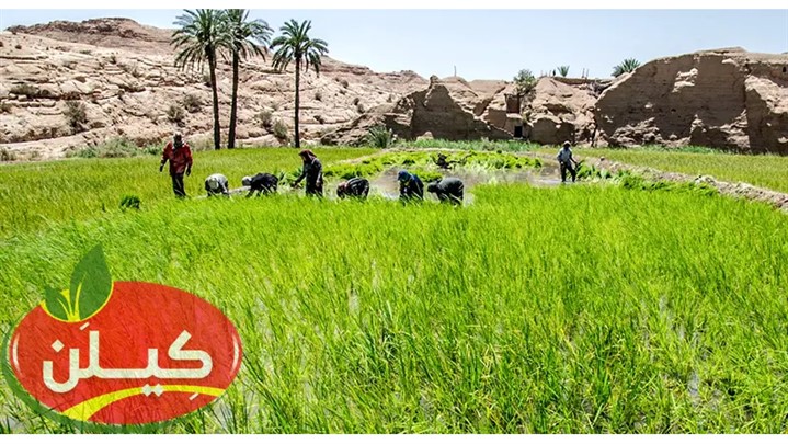 از کجا برنج ایرانی طارم و هاشمی و صدری و دم سیاه با کیفیت خریداری کنیم؟