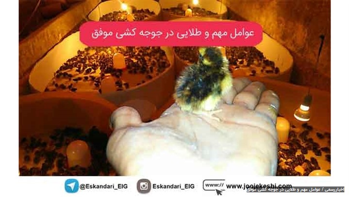 لذت جوجه کشی موفق را با دستگاه های جوجه کشی سوپر مینیاتور تجربه کنید لذت جوجه کشی موفق را با دستگاه های جوجه کشی سوپر مینیاتور تجربه کنید