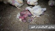 زامبی شدن مرغ ها به دلیل بیماری کانیبالیسم 