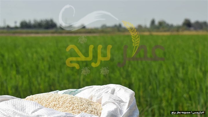برنج در غذاهای ایرانی برنج در غذاهای ایرانی