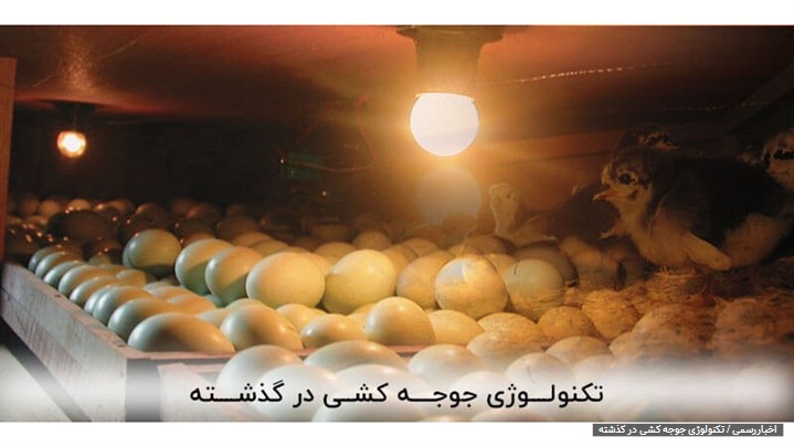 معرفی تکنولوژی جدید در ساخت دستگاه جوجه کشی تولید کننده ایرانی