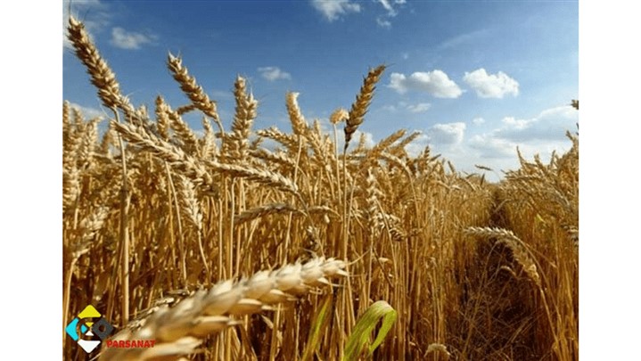 فاصله نوار تیپ در گندم+راهنمای خرید بهترین نوار تیپ برای گندم