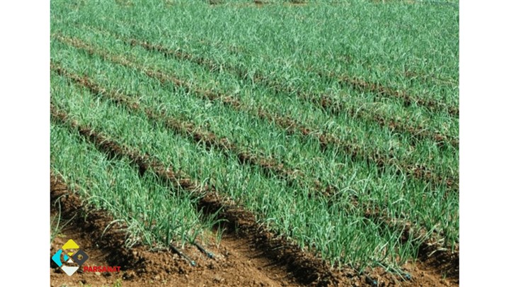 فاصله نوار تیپ در گندم+راهنمای خرید بهترین نوار تیپ برای گندم