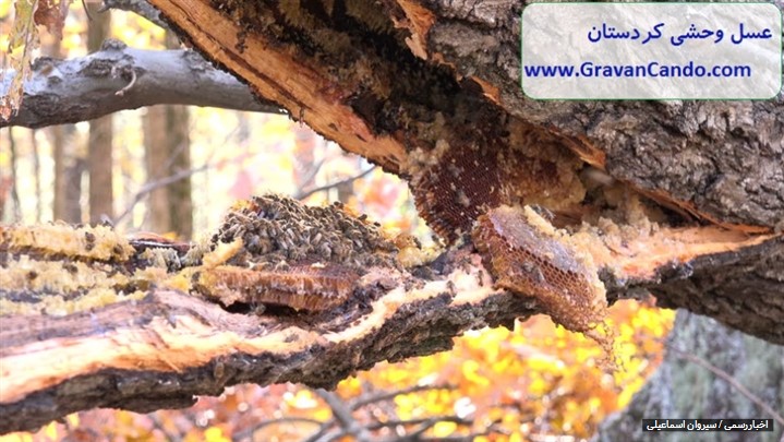 ایا عسل های وحشی وجودارند؟ با ما باشید تا بهتون معرفی کنم ایا عسل های وحشی وجودارند؟ با ما باشید تا بهتون معرفی کنم