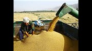 خریداری7.4 میلیون تن گندم از کشاورزان