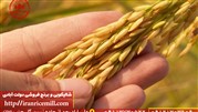 خرید گران ترین برنج ایران