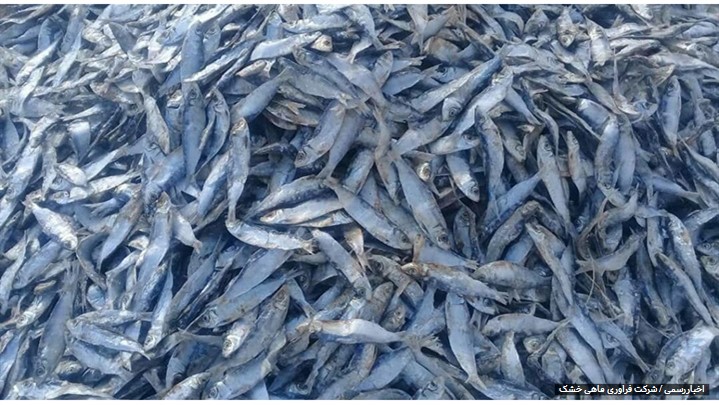 بررسی مزیت و فواید ماهی ساردین خشک بررسی مزیت و فواید ماهی ساردین خشک