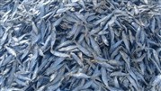 بررسی مزیت و فواید ماهی ساردین خشک