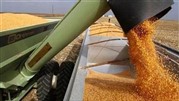 عرضه ۱۰۱ هزار تن گندم در بورس کالا