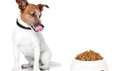درباره غذای سگ چه می‌دانید؟